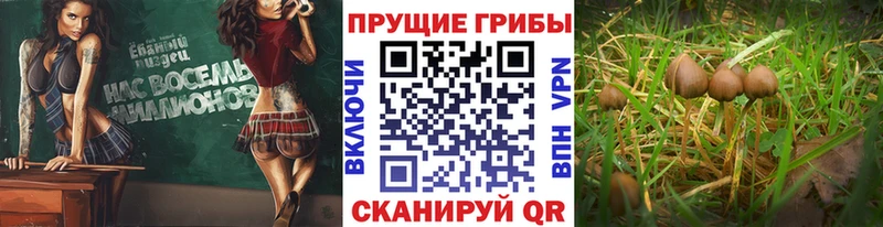 купить   Мончегорск  Галлюциногенные грибы ЛСД 